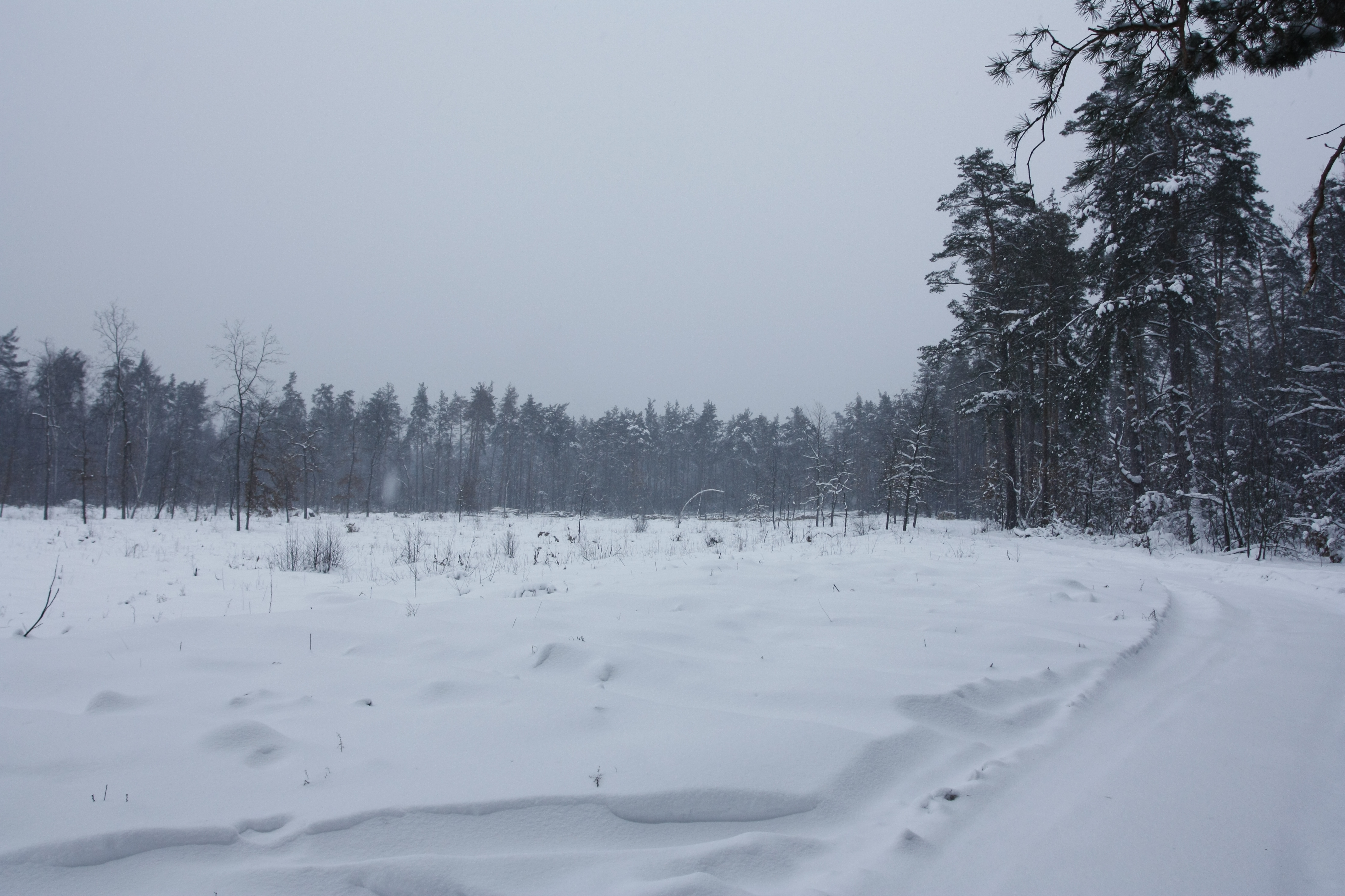 Ділянка Броварського лісу, вирублена у липні 2010 року. Там де зараз сніг — раніше був ліс. Фото: The Epoch Times Україна 
