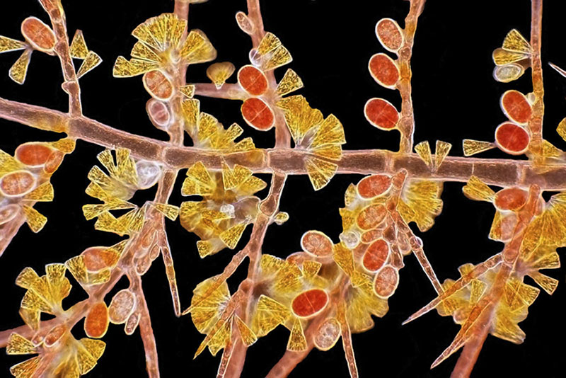 2-е місце. Червона водорість Скагелія разом з бурими тетраспорами та золотистими діатомовими водоростями. Фото: Arlene Wechezak/Anacortes, Washington, USA 