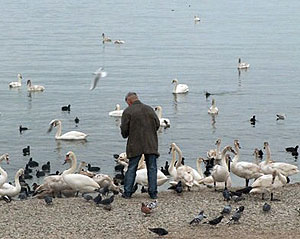 Лебеді на побережжі Феодосії. Фото: www.TURNE.com.ua 
