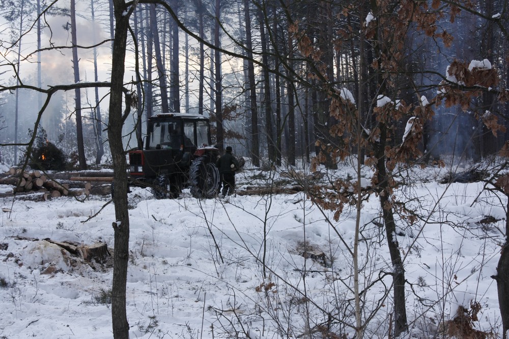 Ділянка лісу, яка вирубується зараз. Фото: The Epoch Times Україна 