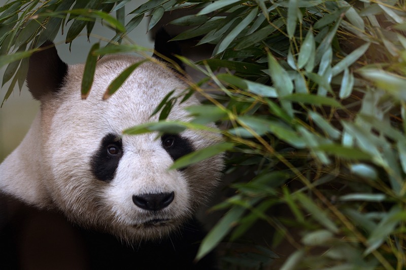 Велика панда Ян Гуан. Фото: Jeff J Mitchell/Getty Images 