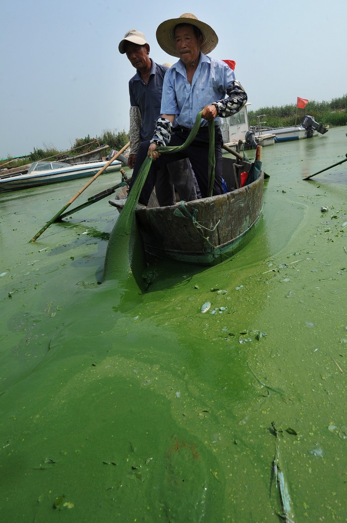 Озеро Чаоху в Китае, 2012 год. Фото: STR/AFP/Getty Images 