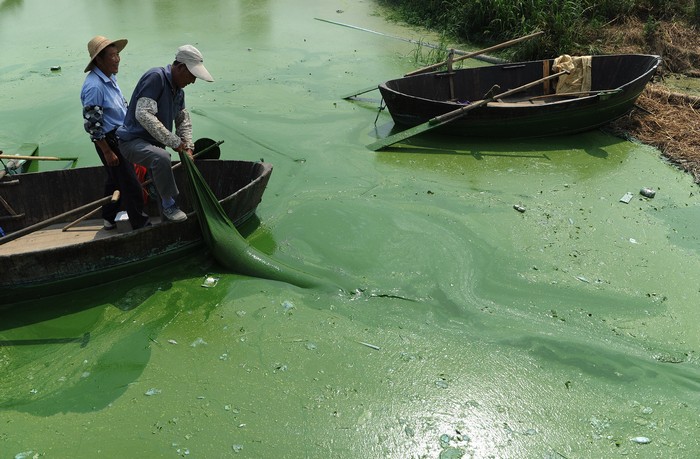 Озеро Чаоху в Китае, 2012 год. Фото: STR/AFP/Getty Images 