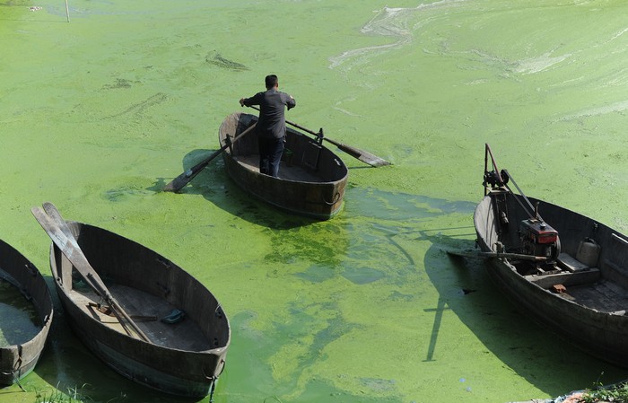 Озеро Чаоху в Китае, 2013 год. Фото: STR/AFP/Getty Images 