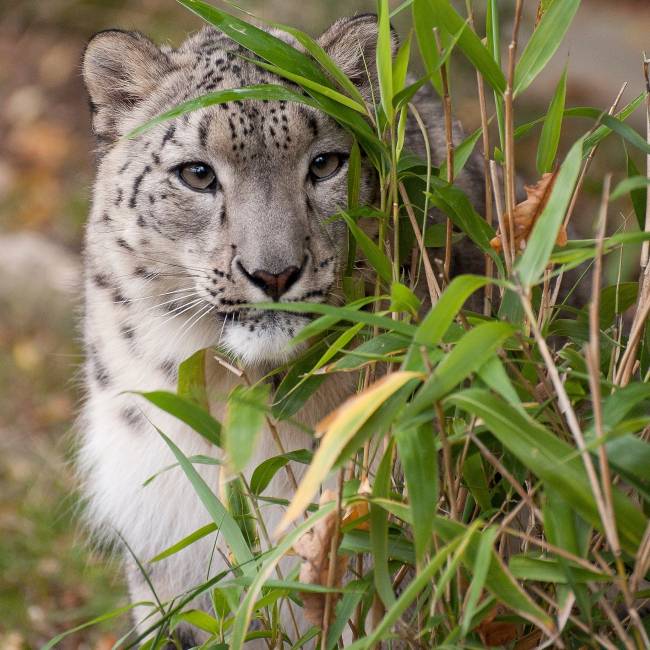 Лайла. (Courtesy of The Big Cat Sanctuary)