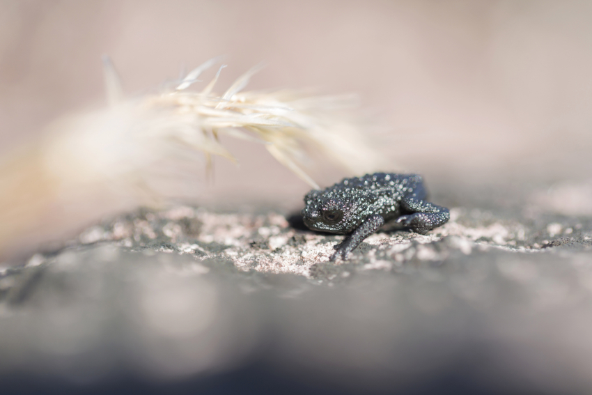 Місцева чорна жаба Рорайма, яка має унікальну поведінку під час стрибків. (Pedro Moraes/Shutterstock)