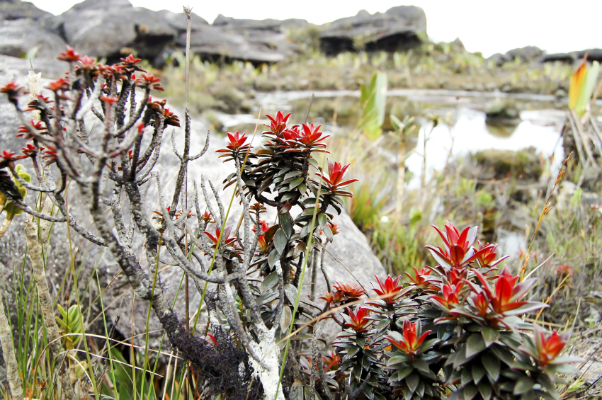 Рослини боннетії поширені в регіоні Рорайма. (Adwo / Shutterstock)