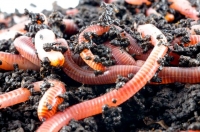 Фото: agroday.com.ua