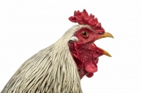 Фото: Eric Isselee/Shutterstock