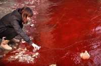 Женщина собирает образцы красной загрязнённой воды, вытекающей из канализации в реку Цзянь в Лояне провинции Хэнань на севере Китая, 2011 год. Фото: STR/AFP/Getty Images
