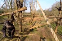 Кадр из видео: Burgers' Zoo/youtube.com