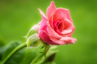 Фото: Sunny_mjx/flickr.com