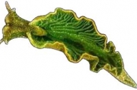 Elysia chlorotica, як стверджують вчені, дійсно є гібридом тварини і рослини. Фото: pnas.org