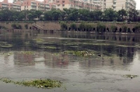 Загрязненная вода и водные растения на реке Циньхуай 4 июля 2007 года в Наньцзине, Китай. Местные власти сообщили, что водоснабжение для 200 000 человек в районе Шуян провинции Цзянсу было приостановлено более, чем на 40 часов, после загрязнения местной р