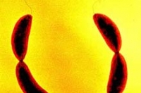 Бактерії Caulobacter crescentus прикріплюється до твердих предметів своєю поверхнею. Клейка речовина, що ними використовується, є найміцнішою з нині відомих і вивчається для застосування у сфері промисловості та медицині.