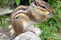 Сибірський бурундук (Tamias sibiricus). Фото: Richardfabi/Вікіпедія