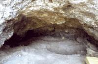 Фото: PNAS