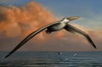 Гігантський птах Pelagornis sandersi, художнє зображення. Ілюстрація: eurekalert.org