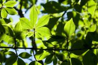Фото: Kjell Olsen/flickr.com