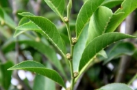 Рінорея Нікколіфера (Rinorea niccolifera), що живиться нікелем із ґрунту. Фото: Dr. Edwino S. Fernando