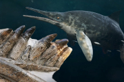 Величезні щелепи та зуби хижої морської рептилії віком 180 мільйонів років знайшов мисливець за скам'янілістю