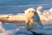 Білі ведмеді Шпіцбергена набрали вагу, попри зменшення льодового покриву (ВІДЕО)