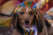 Собачий карнавал "Blocao" с парадом и танцами прошел в Рио-де-Жанейро