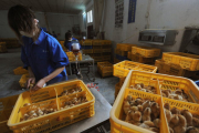 Китай повідомив про перший у світі випадок смерті людини від пташиного грипу H3N8 (ВІДЕО)