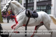Хаос в Лондоне в час пик: 5 военных лошадей убежали после того, как их напугали во время тренировки