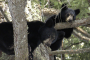 У Північній Кароліні відшукали ведмежа, насильно зняте з дерева для фотосесії (ВІДЕО)