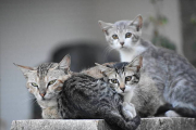 Житель Южной Кореи приговорен к 14 месяцам тюрьмы за убийство 76 кошек 