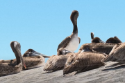 Вдоль калифорнийского побережья обнаружены десятки голодных и больных пеликанов