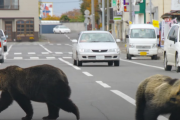 В Японії від нападу дикого ведмедя постраждали двоє поліцейських (ВІДЕО)