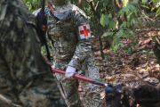 У Мексиці через спеку мавпи-ревуни замертво падають із дерев (ВІДЕО)