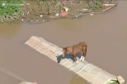 Спасатели спасают лошадь, застрявшую на крыше из-за наводнения в Бразилии