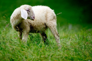 У Бельгії розслідують випадок, коли діти замучили вівцю на очах у дорослих (ВІДЕО)