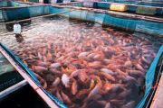 5 вагомих причин ніколи не їсти рибу, вирощену на рибній фермі