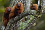 Золотисті мавпи Бразилії відроджуються після жовтої лихоманки, вважають учені