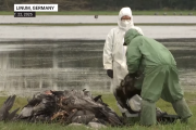 Быстрое распространение птичьего гриппа в Европе вызывает опасения нового кризиса