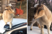 «Не ешь это!»:Уморительная коза залезла в салон патрульной машины и съела документы