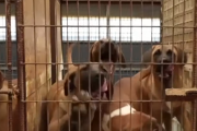 Можлива заборона собачого м'яса викликала протести в Південній Кореї (ВІДЕО)