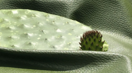 Розроблено екологічний замінник шкіри із кактуса опунція
