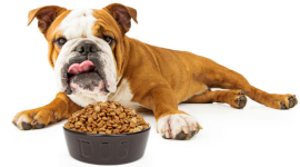 Как выбрать сухой корм для собаки? Советы от зоомагазина Dog