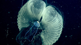 Аппендикулярія харон посилає мікропластик на дно океану, — дослідження (ВІДЕО)