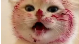 "Ой, какая вкусняшка!" — котик с необычными вкусовыми пристрастиями стал звездой соцсетей 