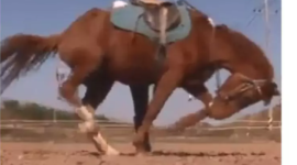 Лошадь-вундеркинд: как четвероногий прохвост нашел способ не работать