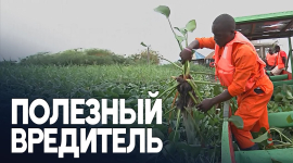В Африке придумали, как превращать инвазивное речное растение в топливо для приготовления пищи (ВИДЕО)