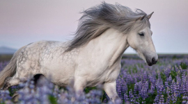 Фотохудожниця знімає захопливі знімки ісландських коней. ФОТОрепортаж