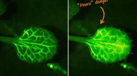 Ученые сняли потрясающее видео, как растения "слышат" предупреждения от своих соседей в режиме реального времени