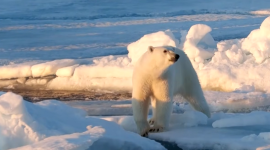 Білі ведмеді Шпіцбергена набрали вагу, попри зменшення льодового покриву (ВІДЕО)
